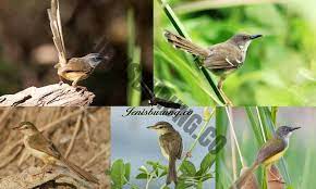 Maybe you would like to learn more about one of these? Jenis Burung Ciblek Lengkap Dan Ciri Ciri Burung Ciblek Pinhome