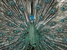 Eddy lestaluhu aktifkan nsp lagu badai biru by rina amelia ketik bludh kirim ke 1212 (telkomsel) ***** lirik. Hymne Dewadaru Dan Petualang Sejati Sebuah Perjalanan Panjang Yoyo Suryo Sugiharto