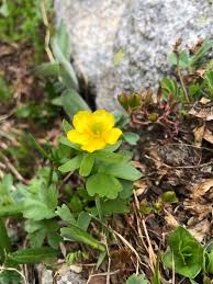 Image result for Pycreus permutatus