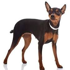 Pinscher Irklarinin Ozellikleri Veteriner Hekim Kopek Turleri Kopek Veterinerler