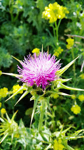 Image result for Osteospermum monocephalum