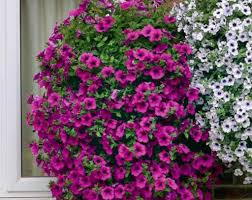 Image result for foto surfínie