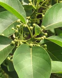 Image result for Uvaria acuminata