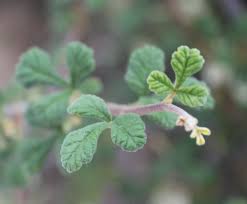 Image result for Searsia lucida