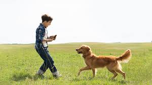 Check spelling or type a new query. A Dog S Purpose Full Movie Movies Anywhere