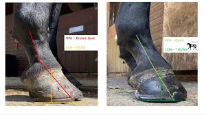 Symptoms of club foot in horses lameness impacts the standing or movement of your young horse The Equine Documentalist New Horse This Week Very Distorted Hoof Capsule With Poor Balance Around The Cor Grade 1 Club Foot That Has Been Allowed To Flare At The Toe Creating