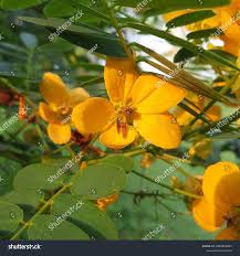 Image result for Senna bicapsularis