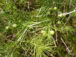 Image result for Asparagus laricinus