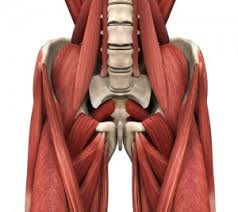 Groin anatomy knowledge of groin anatomy is of paramount importance in the understanding of the causes of groin pain. Groin Pain Your Adductors Are Tight