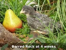 6 week old barred rock rooster. Murray Mcmurray Hatchery 4 6 Week Old Barred Rocks