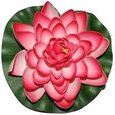 There are no flowers that are considered incomplete flowers. Buy Divya Lotus Flower Dry Flower Floating Flower Attractive Beautiful Lotus Flower Online Get 56 Off