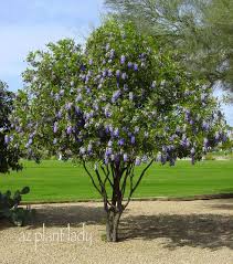 This small tree, also known as 'chilopsis', features beautiful flowers, but is not actually a willow; Small Trees With Purple Flowers Idioticfashion
