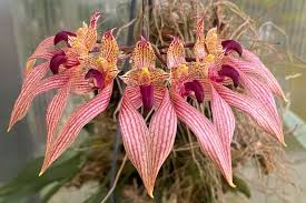 Image result for Bulbophyllum X chikukwa