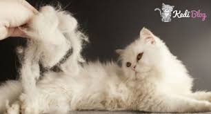 Kedilerde Tuy Ve Deri Bakimi Icin En Ideal 5 Kedi Mamasi Kedi Blog