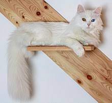 It applies to animals without a dominant white allele, but the problem is that you cannot always tell if the head region of a turkish angora is exhibiting a dominant pure white gene or a spotted white gene. Turkish Angora Wikipedia
