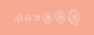 Image result for Embryology