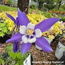 Image result for Aquilegia pompom mix