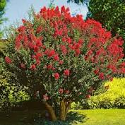 Can you recommend some small area flowering trees for southern newjersey, zone 7a? 29 99
