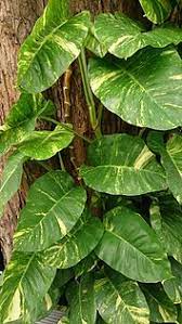 The money tree gets its name from the feng shui belief that it will bring positive energy and good luck to the owner. Epipremnum Aureum Wikipedia