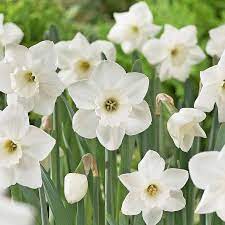 Narcissus Stainless White Flower Farm Narcissus Flower Narcissus
