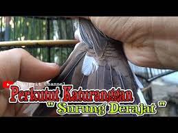 Jual Perkutut Lokal Perkutut Katuranggan Surung Derajat Youtube