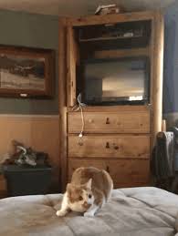 Ninja Cat Cat Gif Central In Case You Were Looking For A Tumblr Of Cat Gifs Crazy Cats Cute Cats Funny Cats