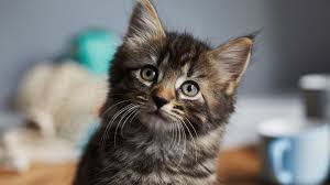 Die beliebtesten gps tracker katze produkte | gps tracker katze angebote mit rabatt zum sparen. Gps Implantat Fur Katzen Geht Das Alle Informationen
