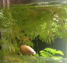 How Long Is It Safe To Leave Balloon Molly Fry In A Breeding