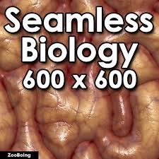 Texture Other Biology Gut Blood Blood guts horror seamless pbr texture 3d model | cgtrader. biology 019 guts
