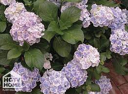 Hgtv Home Plants Big Leaf Hydrangea Beautiful Flowers Hydrangea