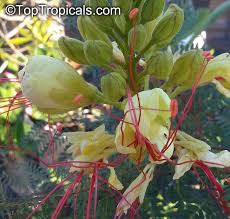 Image result for Erythrostemon gilliesii