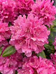 Image result for Rhododendron