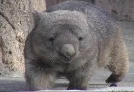 Wombat Behavior Wombat Wombat Pictures Cute Animals