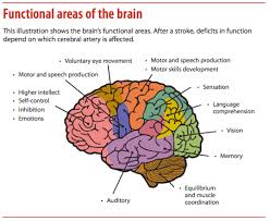Hemorrhagic strokes (intracerebral and subarachnoid hemorrhage). Identify The Vessel Recognize The Stroke American Nurse