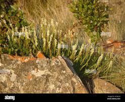 Image result for Hebenstretia