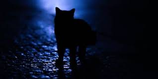 Wenn die katze in die wohnung pinkelt, muss man handeln, denn oft stecken gesundheitliche probleme dahinter. Katze Pinkelt In Die Wohnung Grunde Und Massnahmen