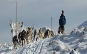 On résume souvent les chiens de traîneau, aussi appelés chiens nordiques ou chiens d'attelage, aux huskies. Station Laguiole Vacances Au Ski A Laguiole Planeteski