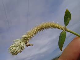 Image result for Gomphrena celosioides