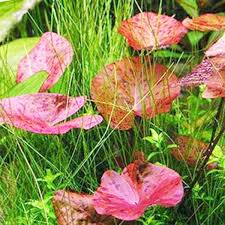 Image result for Nymphaea lotus