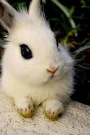 Bunny Are You Sure You Didn T Take My Eyeliner Hayvan Bebekler Sevimli Hayvan Yavrulari Bebek Tavsanciklar