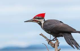 See more ideas about woodpecker, birds, beautiful birds. Pileated Woodpecker Eek Wisconsin