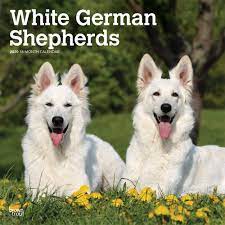 We provide them with a safe, secure foster home, where they receive necessary veterinary care and. White German Shepherds Weisse Schaferhunde 2020 16 Monatskalender Mit Freier Dogdays App Original Browntrout Kalender Mehrsprachig Kalender Wall Kalender Browntrout Publisher Amazon De Bucher