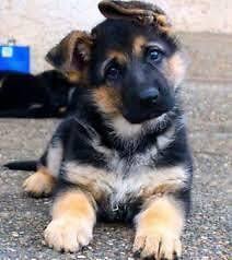 Our purebred german shepherd puppies for sale are fed an excellent diet of protein rich, high quality kibble and natural foods geared for balanced growth, performance and peak nutritional wellness. Purebred And Registered German Shepherd Puppies German Shepherd Puppies Shepherd Puppies German Shepherd Puppies Training