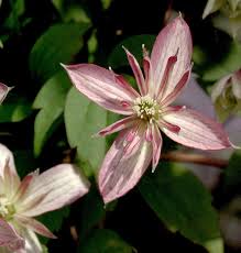 We did not find results for: Berg Waldrebe Majorie 40 60cm Clematis Montana Kaufen Bei Nr 01 De