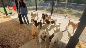 Partners dog training has the best dog boarding because they will never be bored! Dog Daycare And Boarding Businesses For Sale Bizbuysell