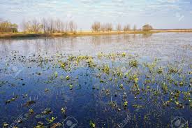 Mañana De Primavera Sobre Las Llanuras Aluviales De Biebrza, Caléndulas De  Pantano En Un Prado Inundado, Paisaje De Abril Fotos, retratos, imágenes y  fotografía de archivo libres de derecho. Image 179902005
