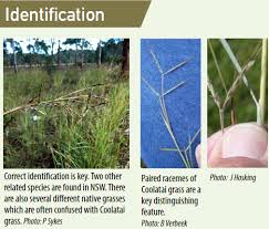 Image result for Hyparrhenia cymbaria