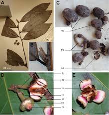 Image result for Uvaria tanzaniae