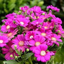 Image result for Pericallis hybrida