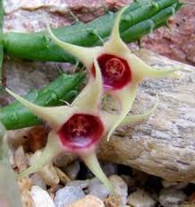 Image result for Huernia verekeri
